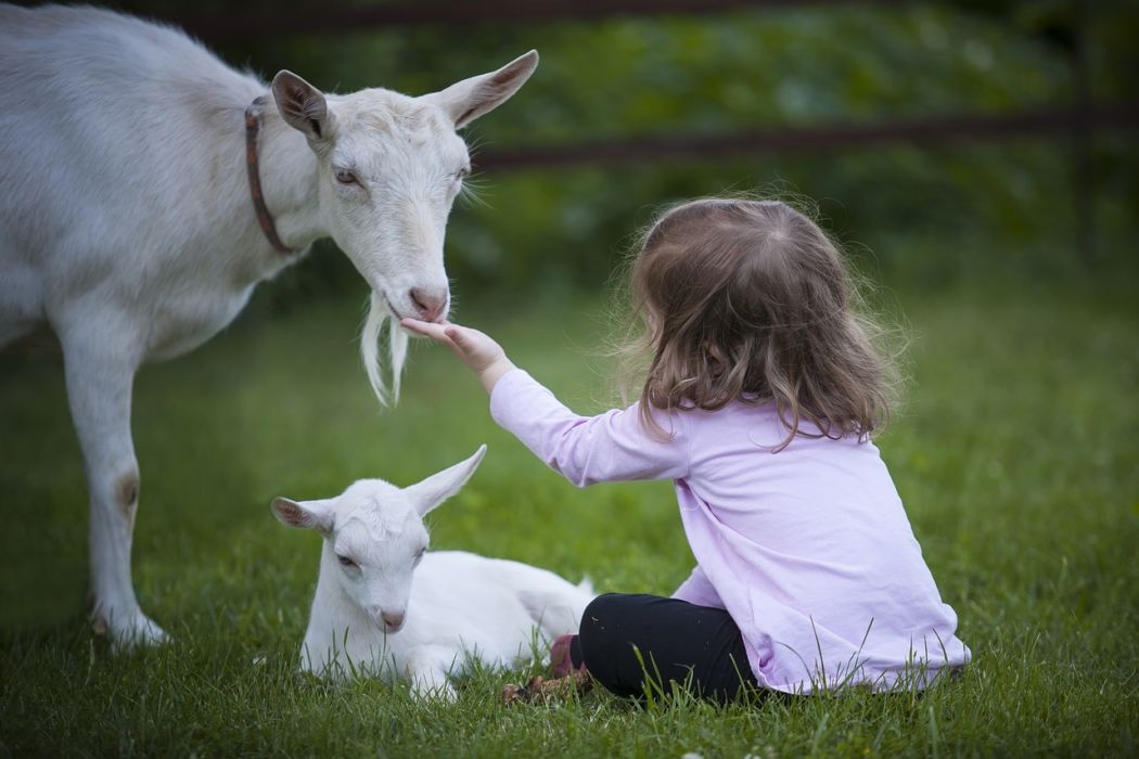 Parc animalier